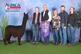 alpaca for sale