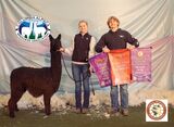 alpaca for sale