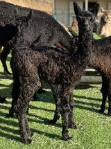 alpaca for sale
