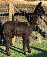 alpaca for sale
