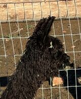 alpaca for sale