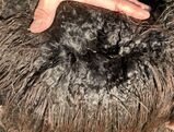 alpaca for sale