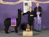 alpaca for sale