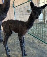 alpaca for sale