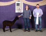 alpaca for sale