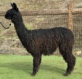 alpaca for sale