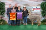 alpaca for sale