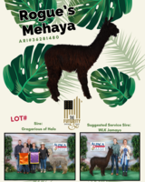 alpaca for sale