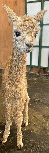 alpaca for sale
