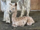 alpaca for sale