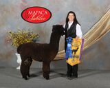 alpaca for sale