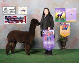 alpaca for sale