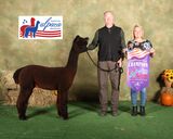 alpaca for sale