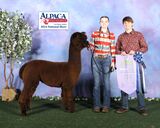 alpaca for sale