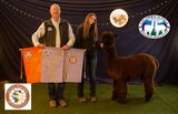 alpaca for sale