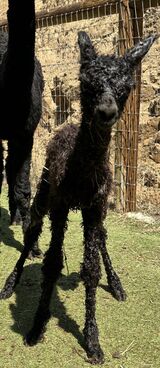 alpaca for sale