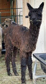 alpaca for sale