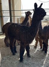 alpaca for sale