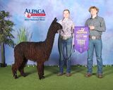alpaca for sale