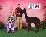 alpaca for sale
