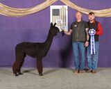alpaca for sale