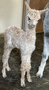 alpaca for sale