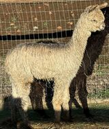 alpaca for sale