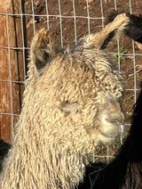alpaca for sale