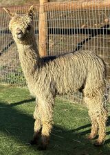 alpaca for sale
