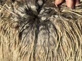 alpaca for sale