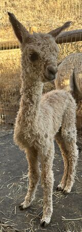 alpaca for sale