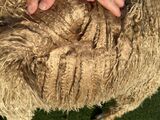 alpaca for sale