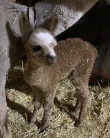 alpaca for sale