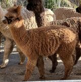 alpaca for sale