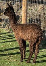 alpaca for sale