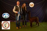 alpaca for sale