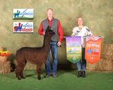 alpaca for sale
