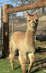 alpaca for sale