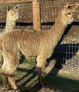 alpaca for sale
