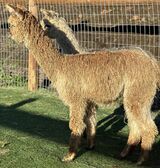 alpaca for sale