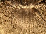 alpaca for sale