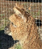 alpaca for sale
