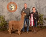 alpaca for sale