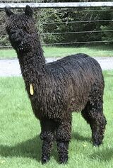 alpaca for sale