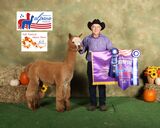 alpaca for sale