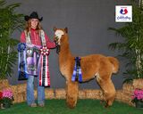 alpaca for sale