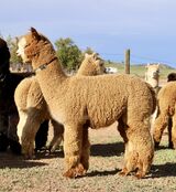 alpaca for sale
