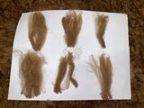alpaca for sale