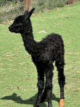 alpaca for sale