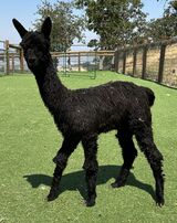 alpaca for sale